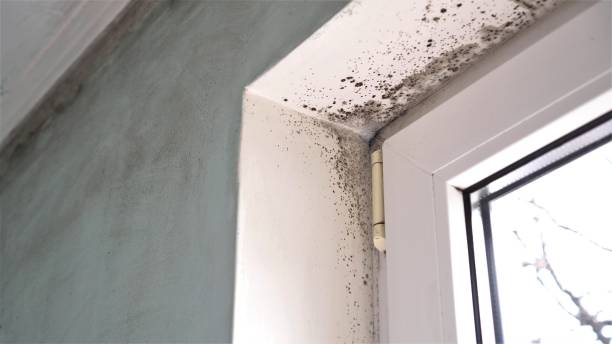 Best Best Mold Removal Companies  in Winston Salem, NC