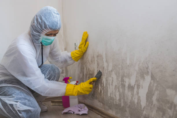 Best Black Mold Removal  in Winston Salem, NC