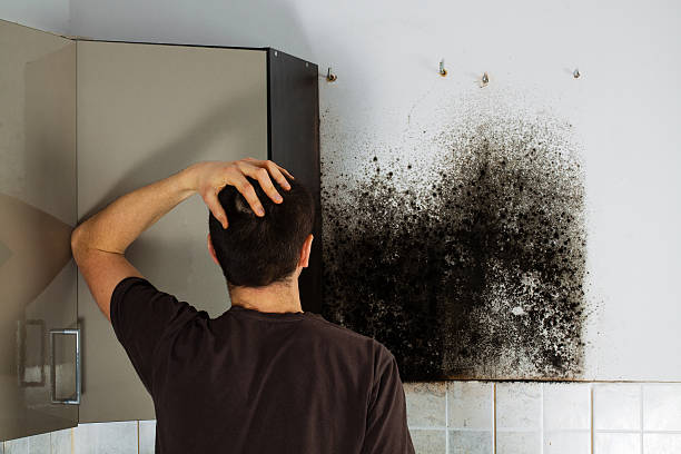 Best Professional Mold Removal  in Winston Salem, NC